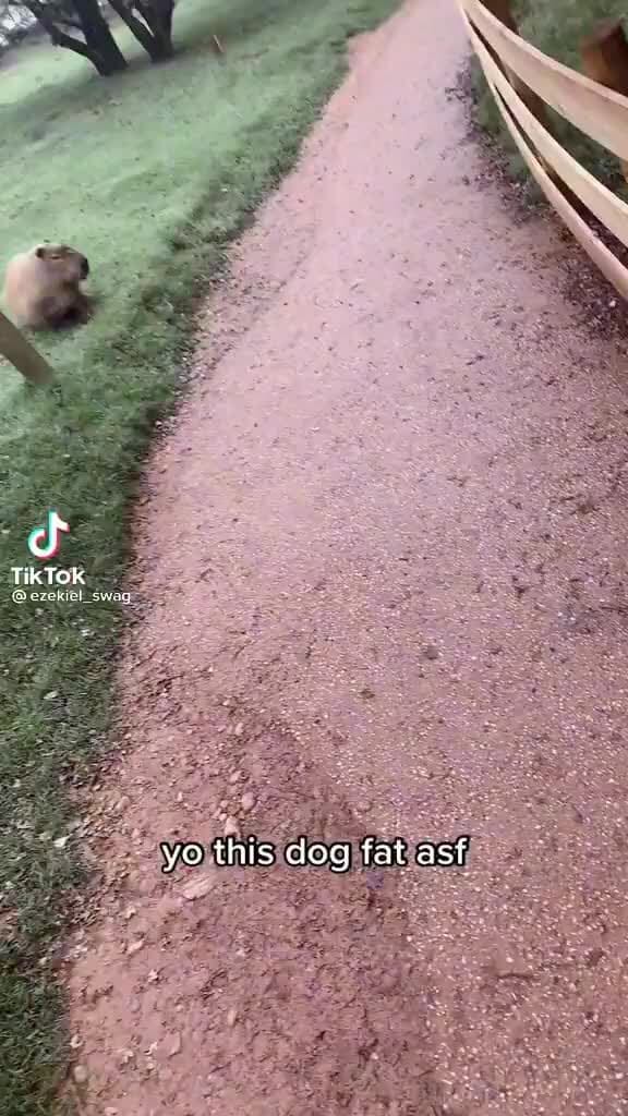 TikTok ezekiel_ swag yo this dog fat asf seo.title
