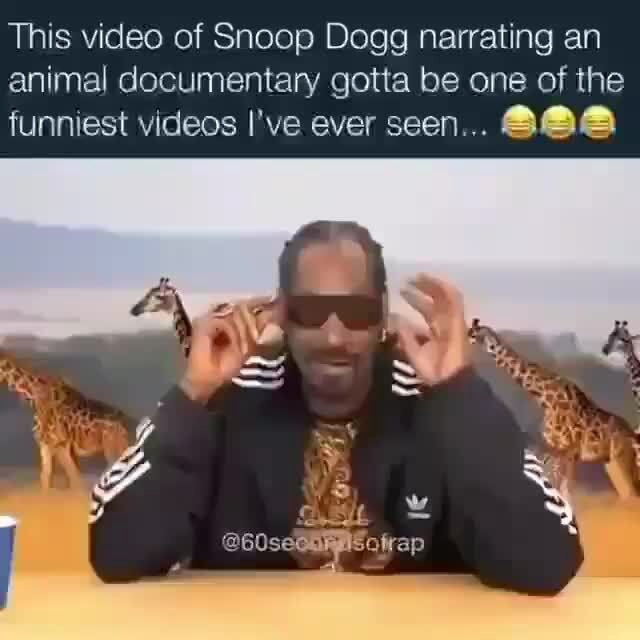 This video of Snoop Dogg narrating an animal documentary gotta be one
