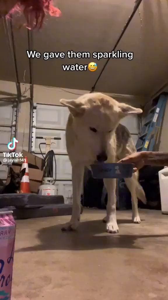 We gave them sparkling water TikTok iFunny