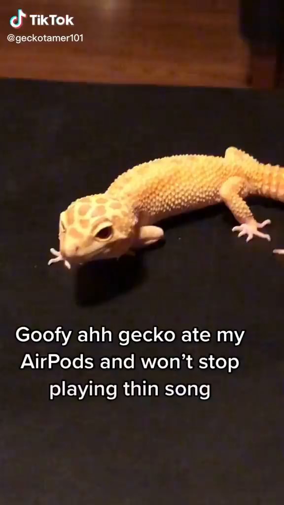 TikTok geckotamer101 Goofy ahh gecko ate my AirPods and won't stop
