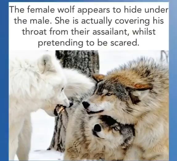 The female wolf appears to hide under the male. She is actually ...