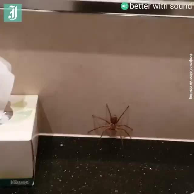 This guy shows why you should actually keep Huntsman spiders in your