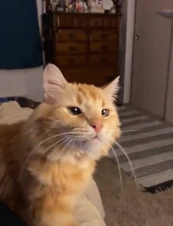 friskies shreds salmon