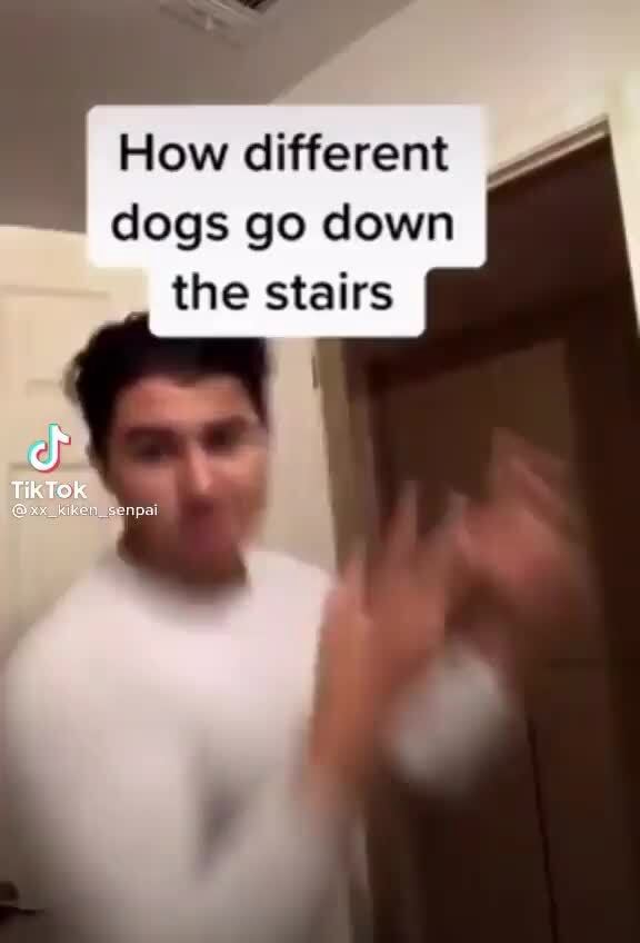 How different dogs go down the stairs iFunny
