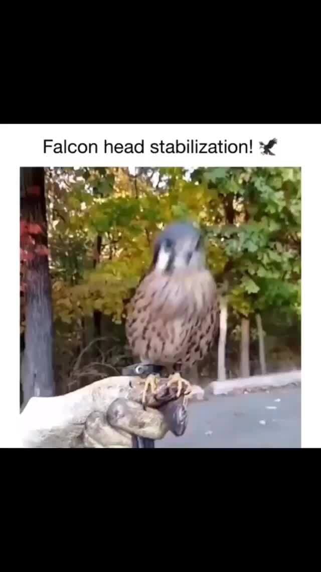 Falcon head stabilization! - iFunny