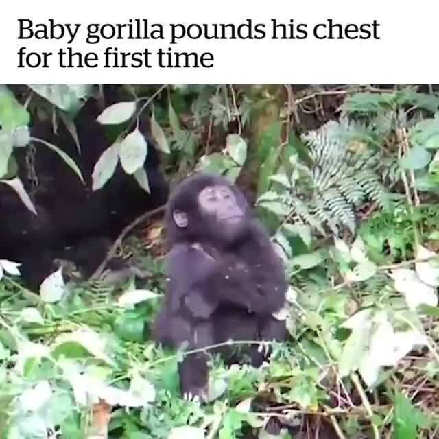 Baby gorilla pounds his chest for the first time iFunny
