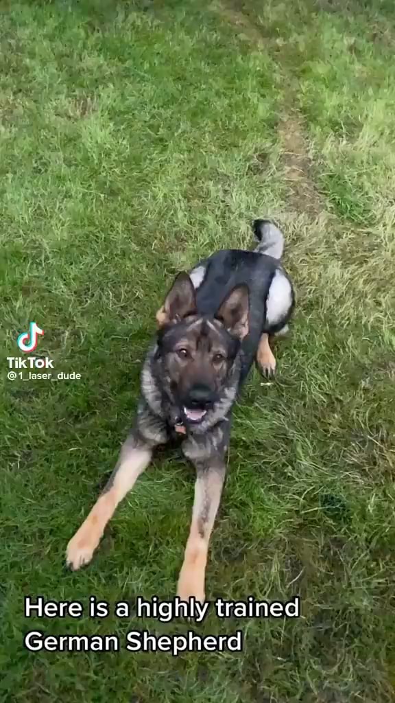 Tik TOK Here is a highly trained German Shepherd iFunny