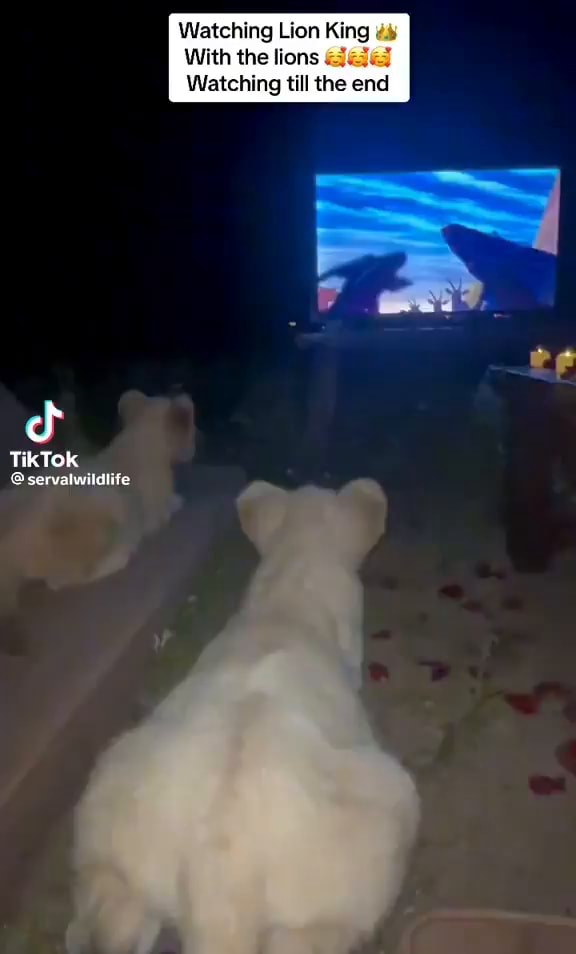 Watching Lion King With the lions Watching till the end TikTok