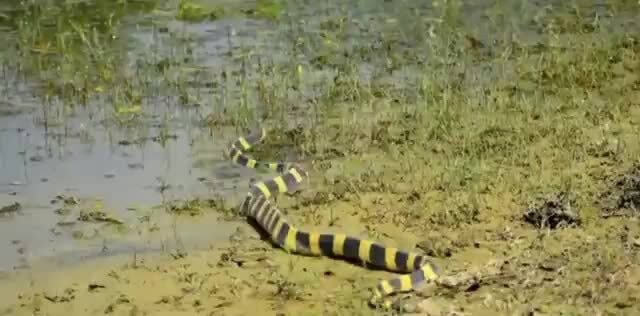 Bungarus fasciatus (aka) Banded Krait - iFunny