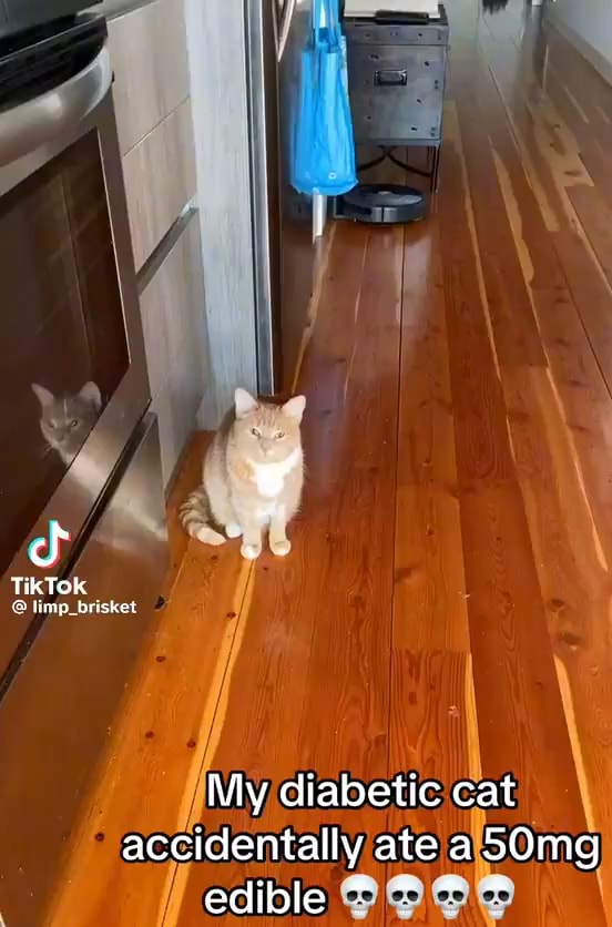 TikTOk time buisker My diabetic cat accidentally ate a 50mg edible