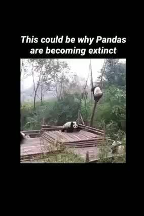 This could be why Pandas are becoming extinct - iFunny