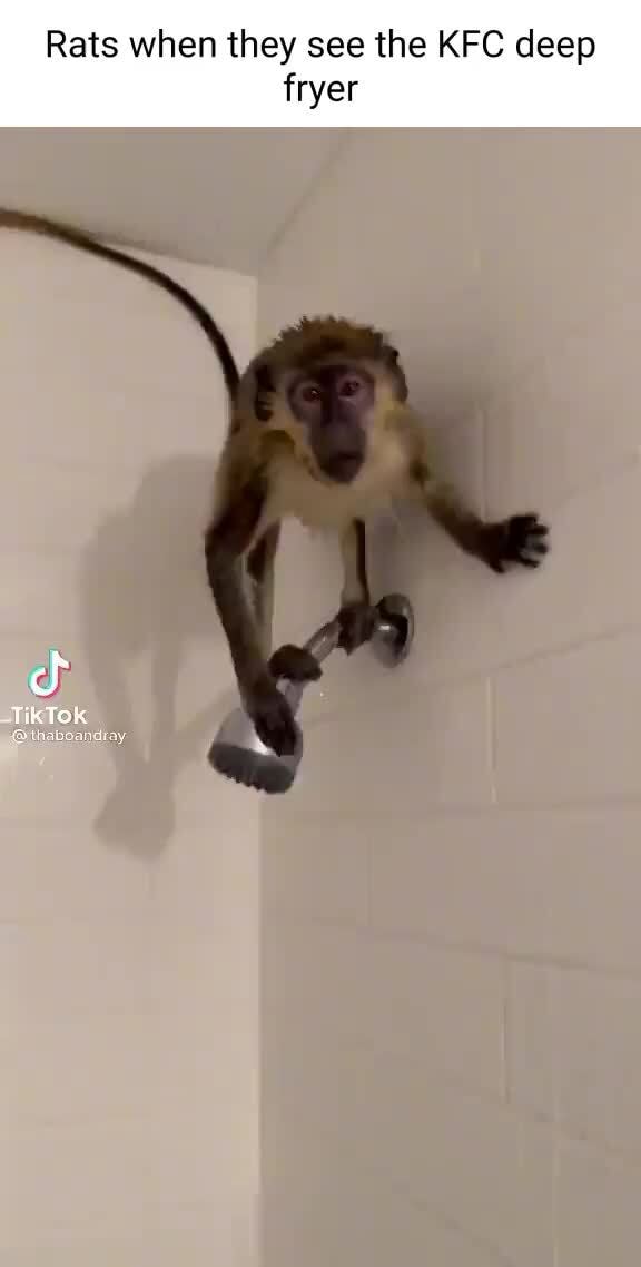 Rats when they see the KFC deep fryer TikTok iFunny