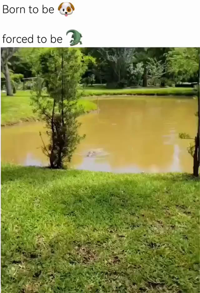 Born to be forced to be iFunny