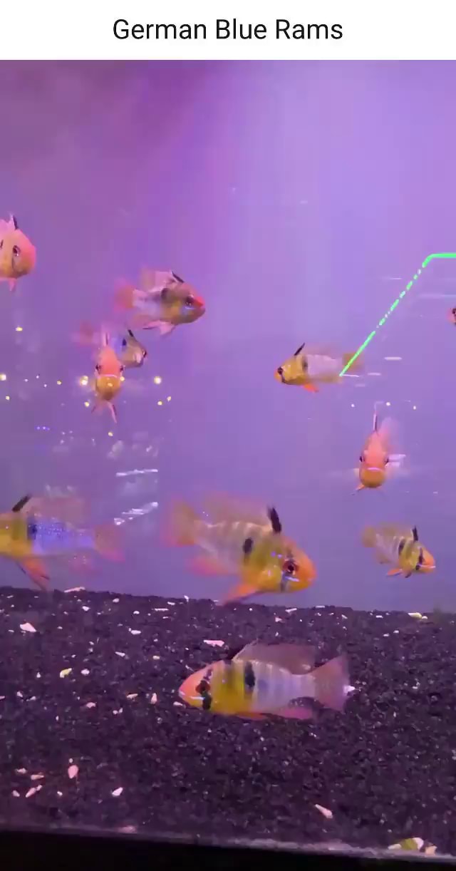 German Blue Rams - iFunny