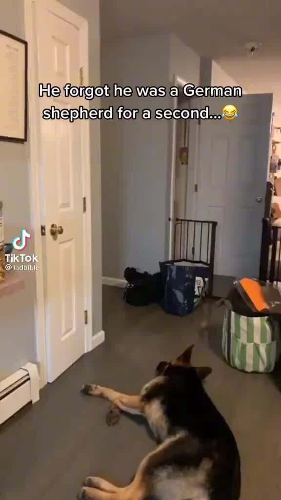 He he was a German shepherd for a second... Tik Tok iFunny