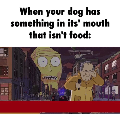 When your dog has something in its' mouth that isn't food: - )