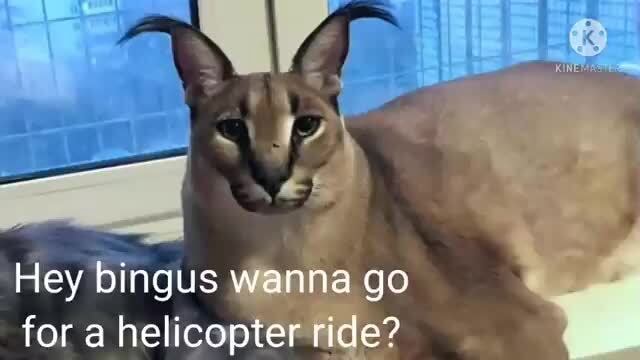 Floppa Takes Bingus On A Helicopter Ride Oc Hey Bin Ingus Wanna Go