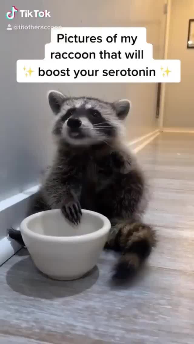 Pictures of my raccoon that will boost your serotonin TikTok
