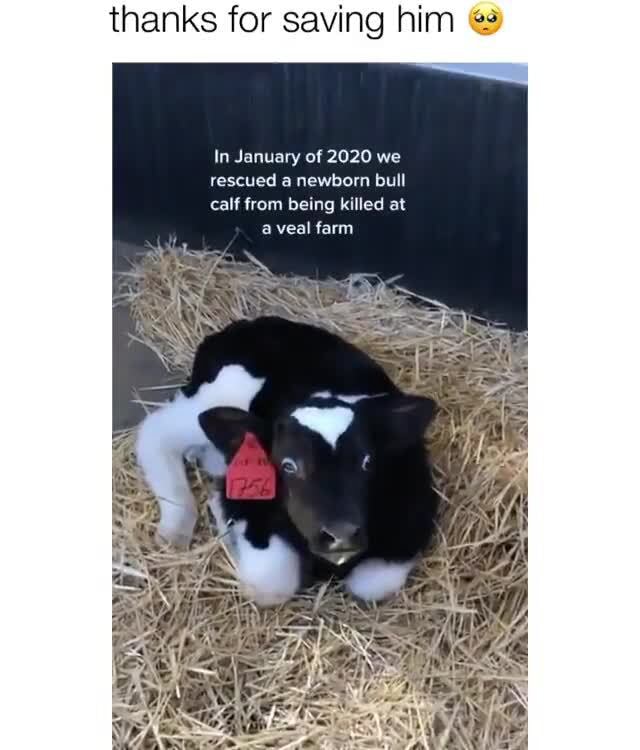 Thanks for saving him In January of 2020 we rescued a newborn bull calf
