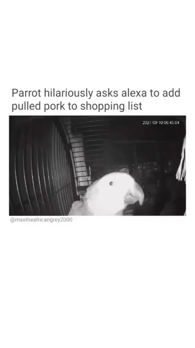 Parrot Asks Alexa To Add Pulled Pork Parrot hilariously asks alexa to add pulled pork to shopping list Al