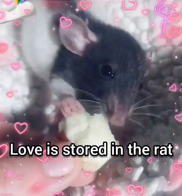 Love is stored in the rat: - iFunny