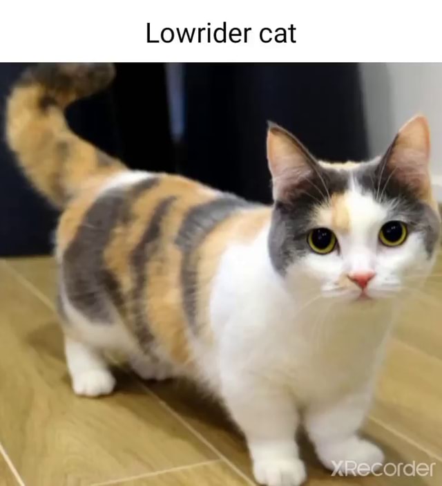 Lowrider cat - iFunny