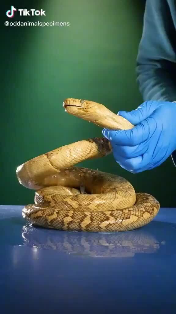 Python Legs! - iFunny