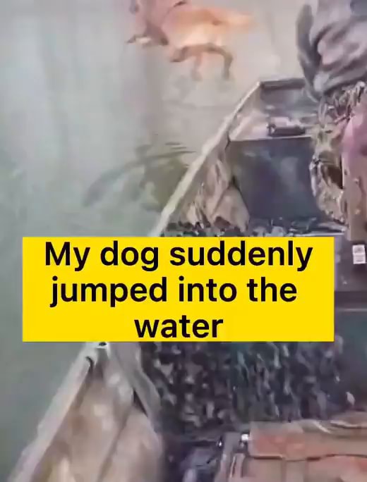 My dog jumped into the water iFunny