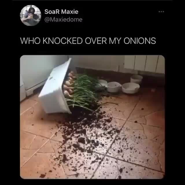 61477ea7536fb2d2d91f1e5fab36c502d4de564de530f10d8980c368c338324c_3 Who Knocked Over My Onions