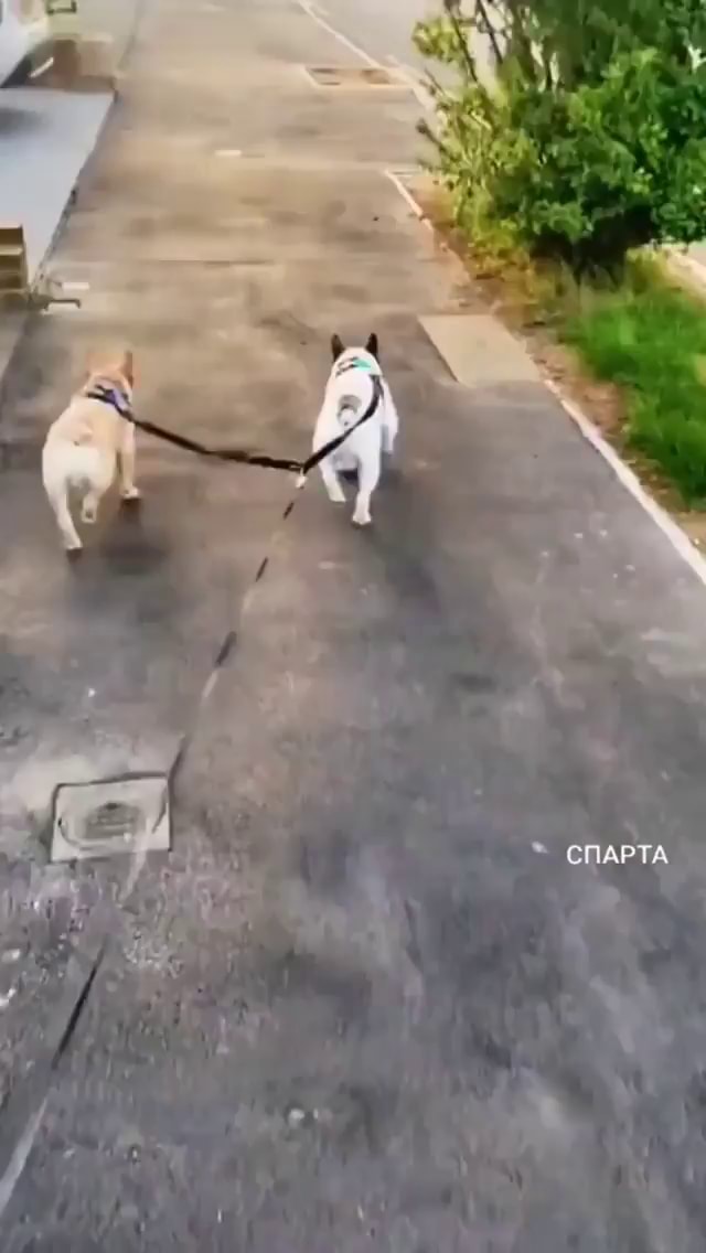 Two dogs spinning each other around by the tails with their leashes