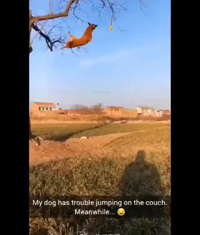 Dog has trouble jumping on the couch. iFunny