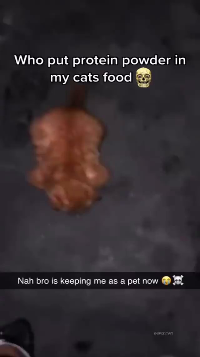 Who put protein powder in my cats food Nah bro is keeping me as a pet