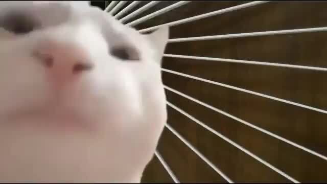Vibing Cat Videos Are Now Goes Viral Cat Vibing Levan Polkka Vibing Cat Videos Are Now Goes Viral Cat Vibing Levan Polkka
