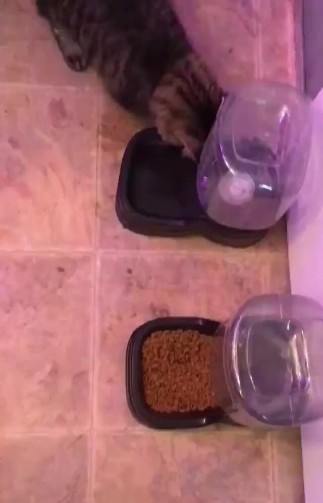 Why does my cat try to drink like this it’s so weird iFunny