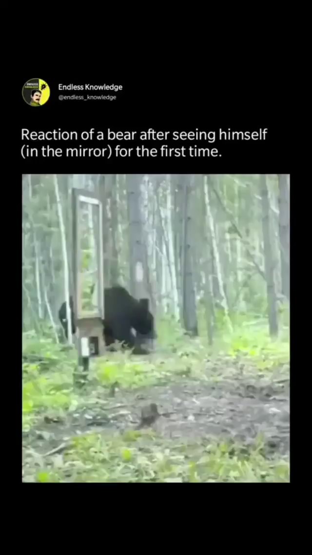 Endless Knowledge Reaction of a bear after seeing himself (in the