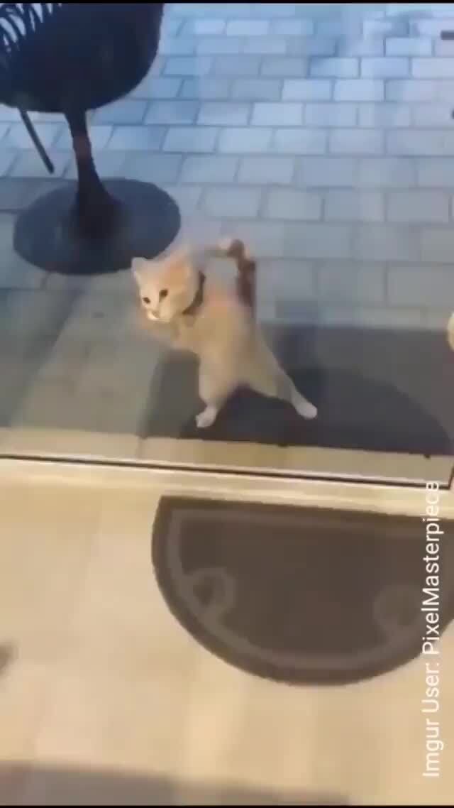 Cat seeing Glass for the first time.....the confusion iFunny