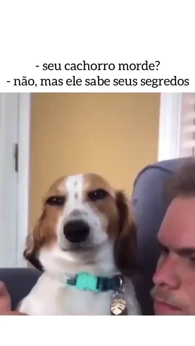 seu cachorro morde não mas ele sabe seus segredos iFunny Brazil