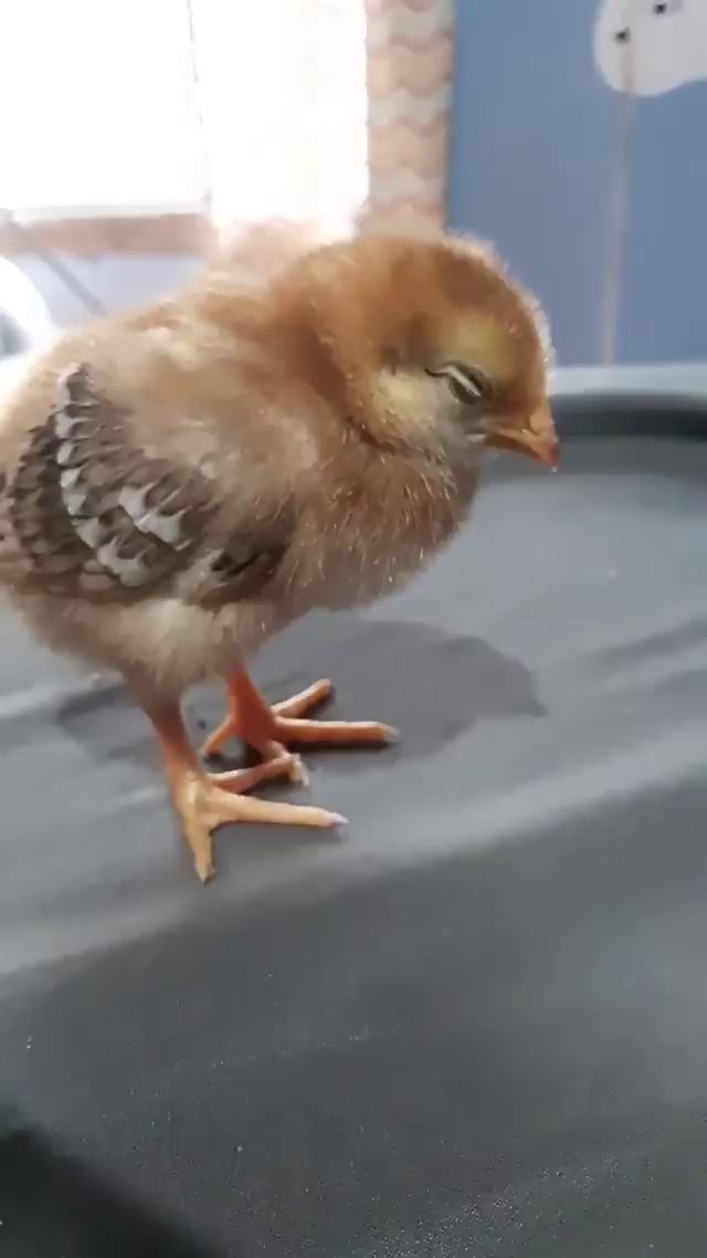 Baby chick falling asleep standing up iFunny
