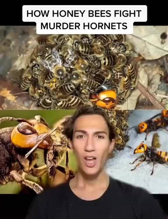 HOW HONEY BEES FIGHT MURDER HORNETS - IFunny