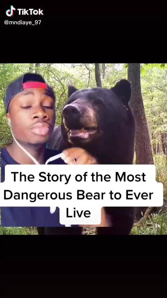 The Most Dangerous Bear Ever TikTok mndiaye_97 The Story of the Most Dangerous Bear to Ever
