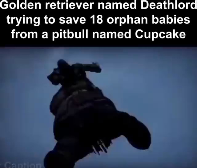 Golden retriever named Deathlord trying to save 18 orphan babies from a