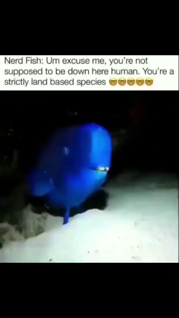 Nerd Fish Um excuse me, you're not supposed to be down here human. You
