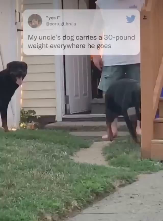 My uncle's dog carries a 30pound weight everywhere he goes iFunny