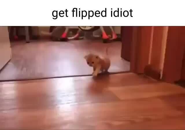 Get flipped idiot ifunny