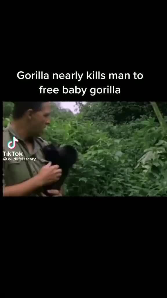 Gorilla nearly kills man to free baby gorilla ct TikTok - iFunny