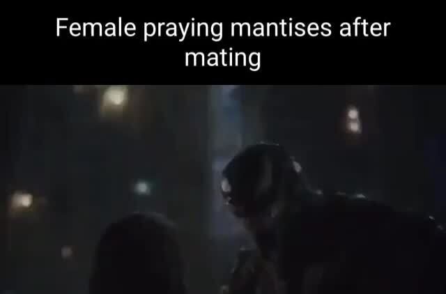 Female praying mantises after mating - iFunny