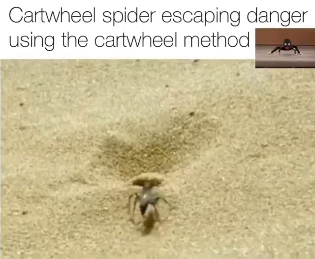 Cartwheel Spider Escaping Danger Using The Cartwheel Method IFunny 6ae2b9b5455db08d2e3080f55d138be777b073f94ac820d7f4c68f20beaf8b1f 3