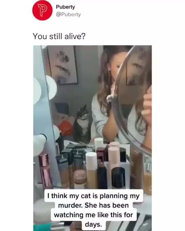 Puberty Puberty You still alive? I think my cat is planning my