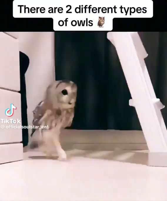 There are 2 different types of owls TikTok - iFunny