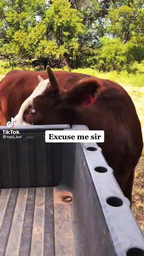 TikTok Excuse me sir - iFunny